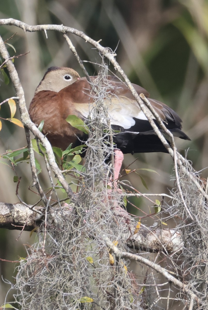 Black-bellied Whistling-Duck - ML647099331