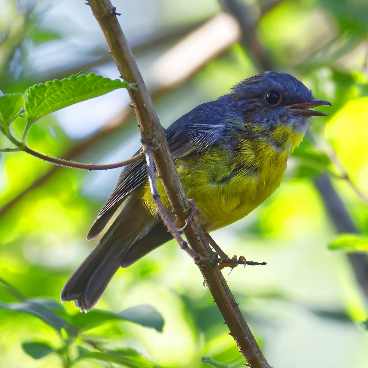 Eastern Yellow Robin - ML647099332