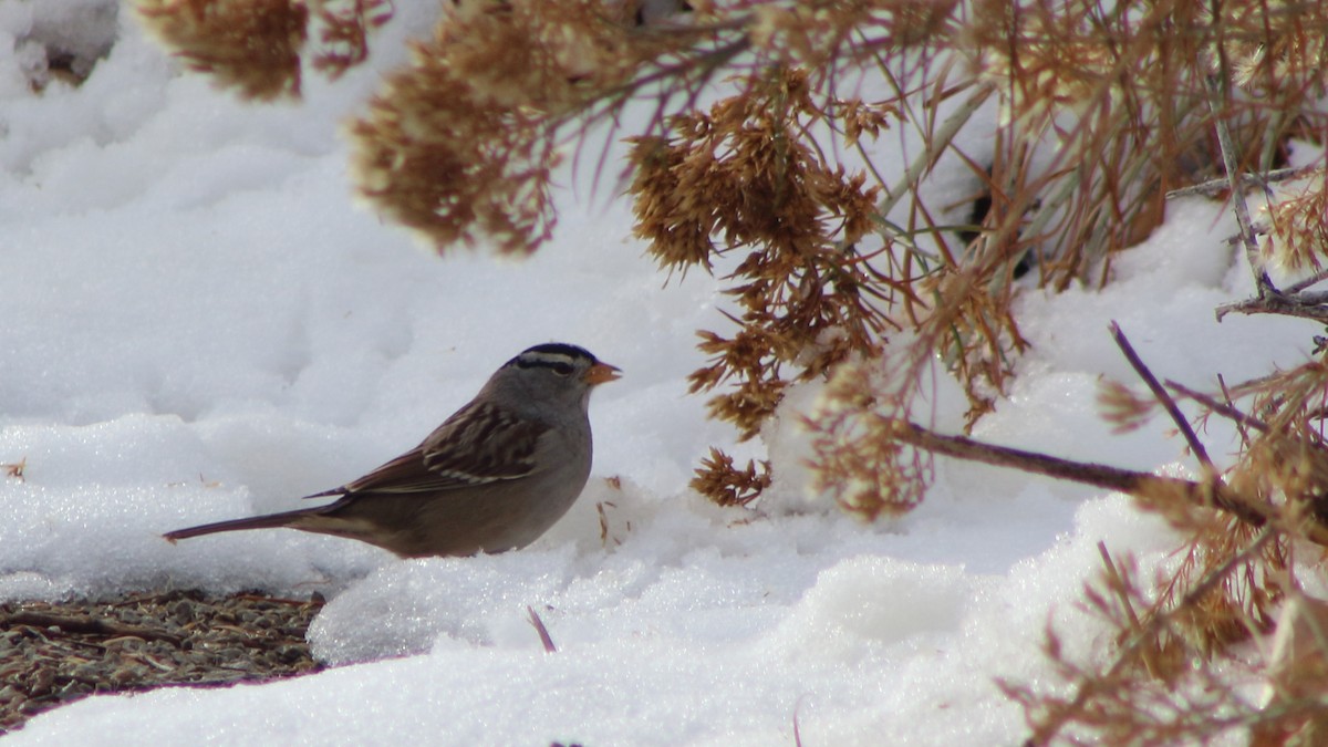 White-crowned Sparrow - ML647099334