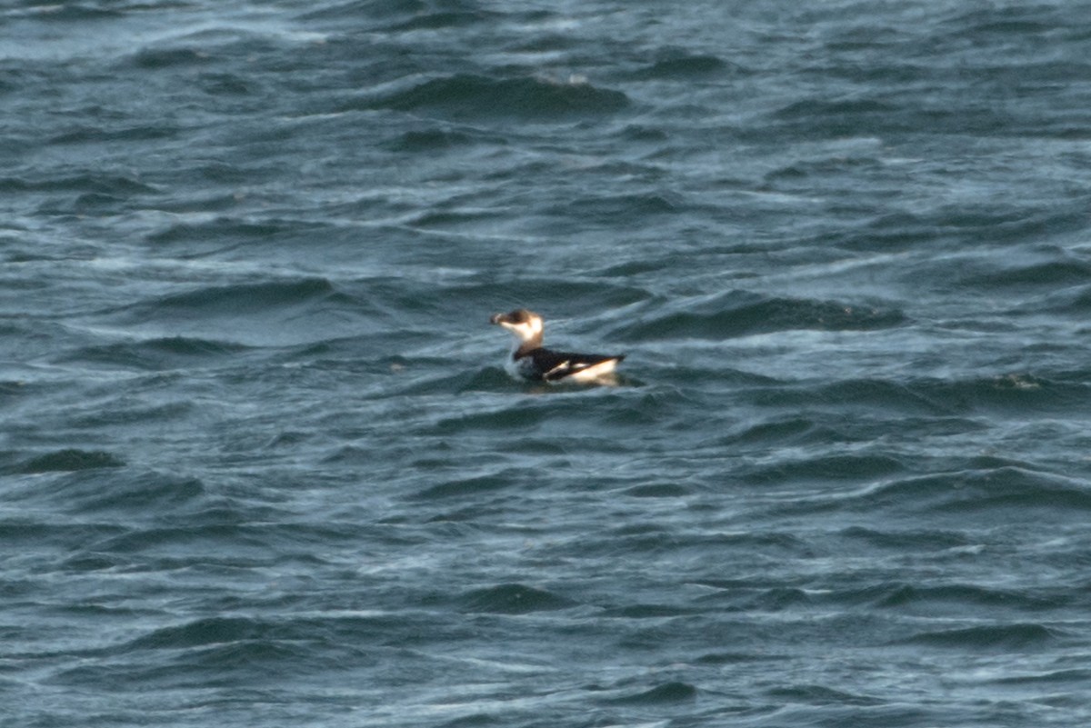 Tordalk - ML647099335