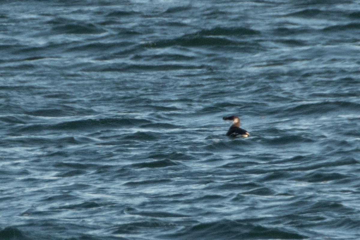 Tordalk - ML647099336