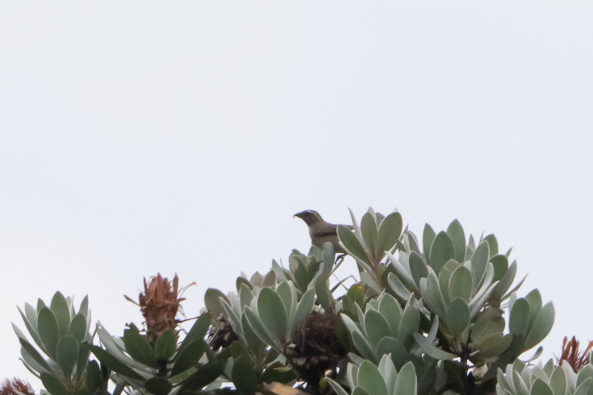 Streaky-headed Seedeater - ML647099337