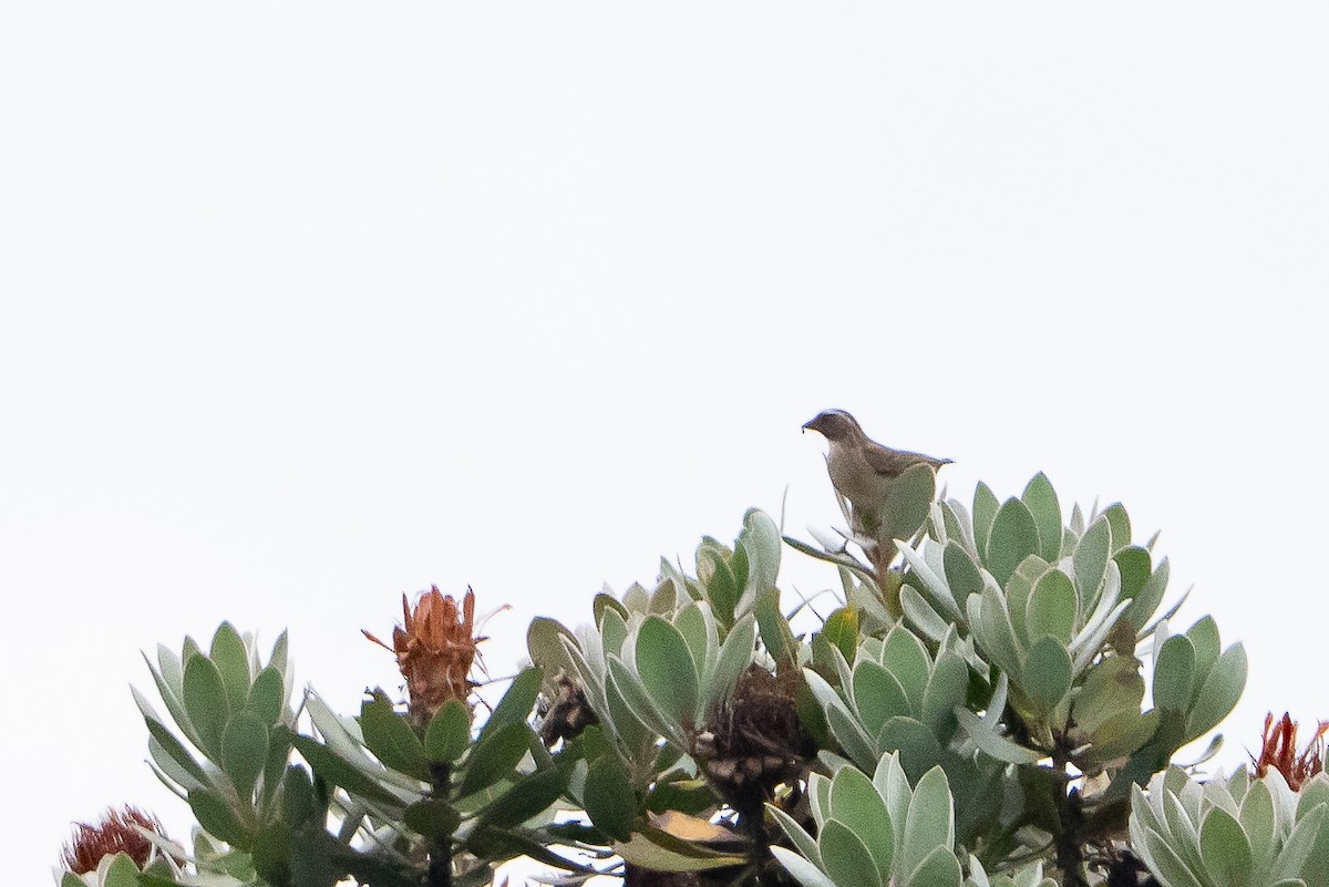 Streaky-headed Seedeater - ML647099338