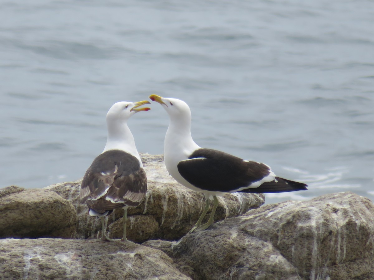 Goéland dominicain - ML647099340