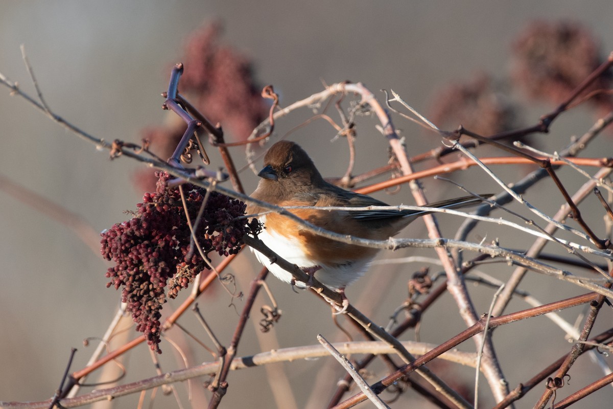 Rötelgrundammer - ML647099345