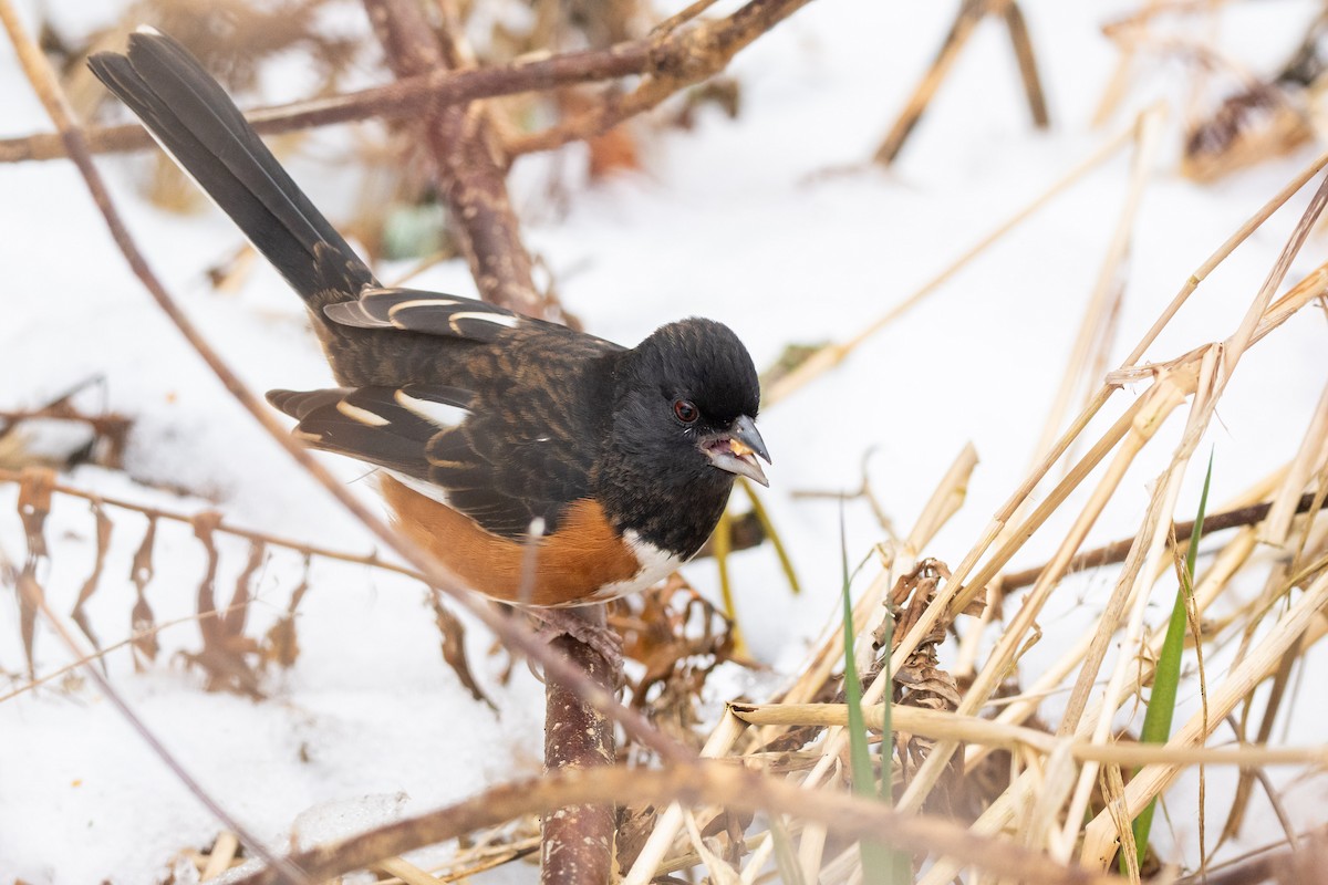 Eastern Towhee - ML647099346