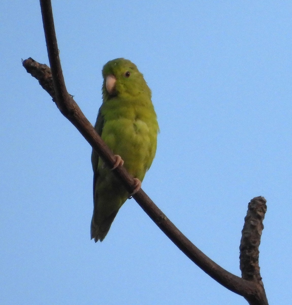 Spectacled Parrotlet - ML647099348