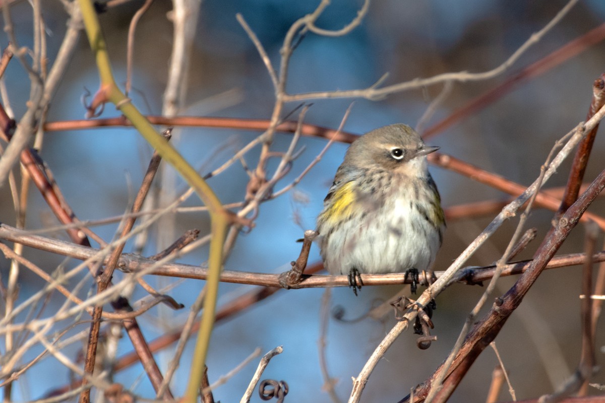 Kronenwaldsänger - ML647099349