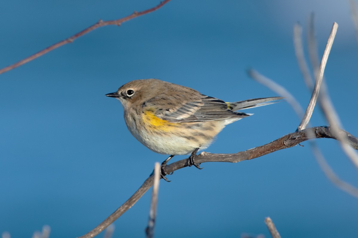 Kronenwaldsänger - ML647099350