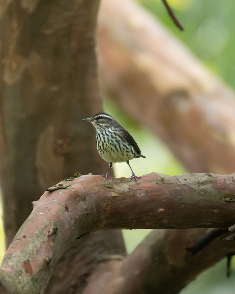 Northern Waterthrush - ML647099351