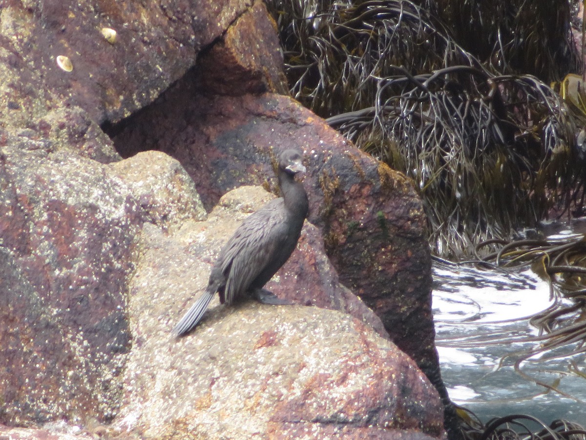 Cormoran vigua - ML647099356