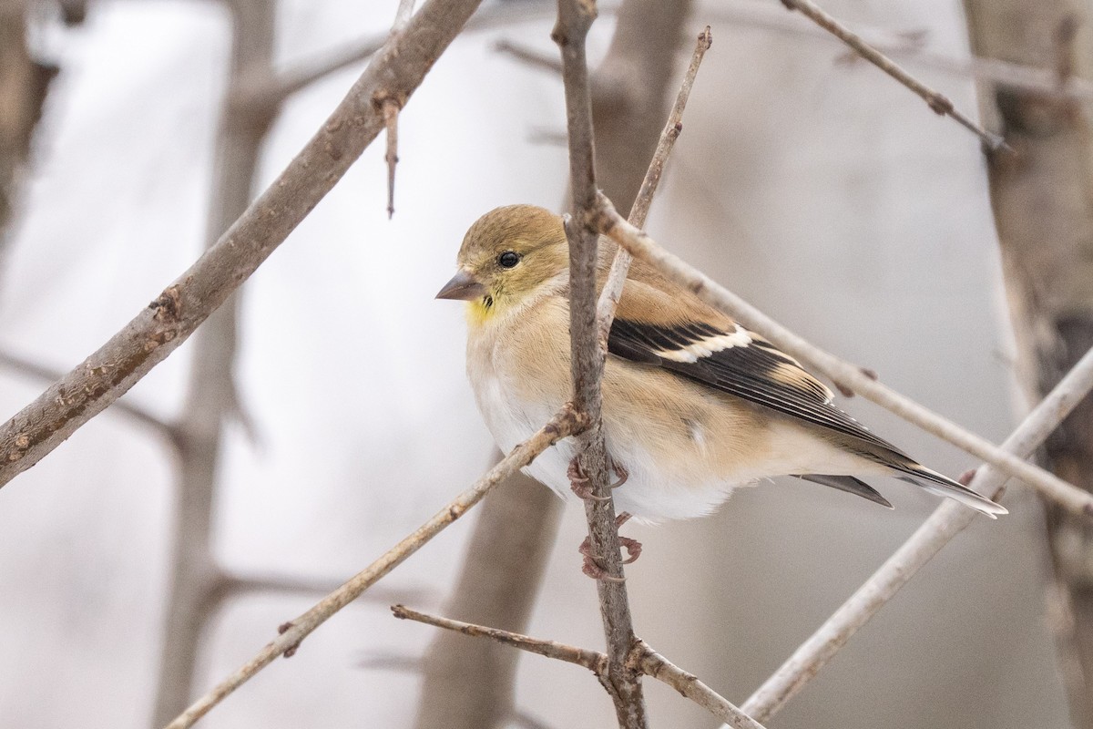 čížek žlutý - ML647099357