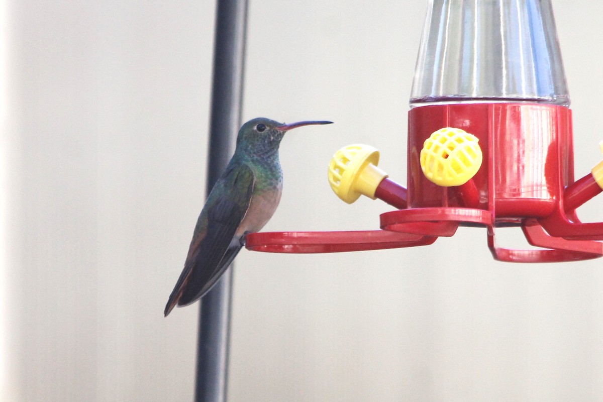 Buff-bellied Hummingbird - ML647099358
