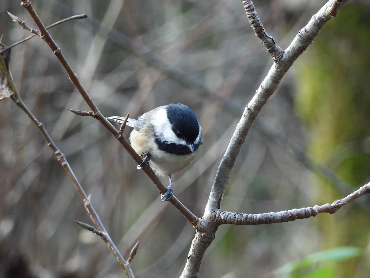 amerikameis - ML647099360