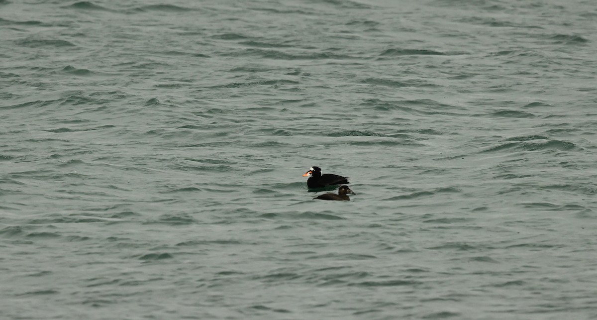 brilleand - ML647099361