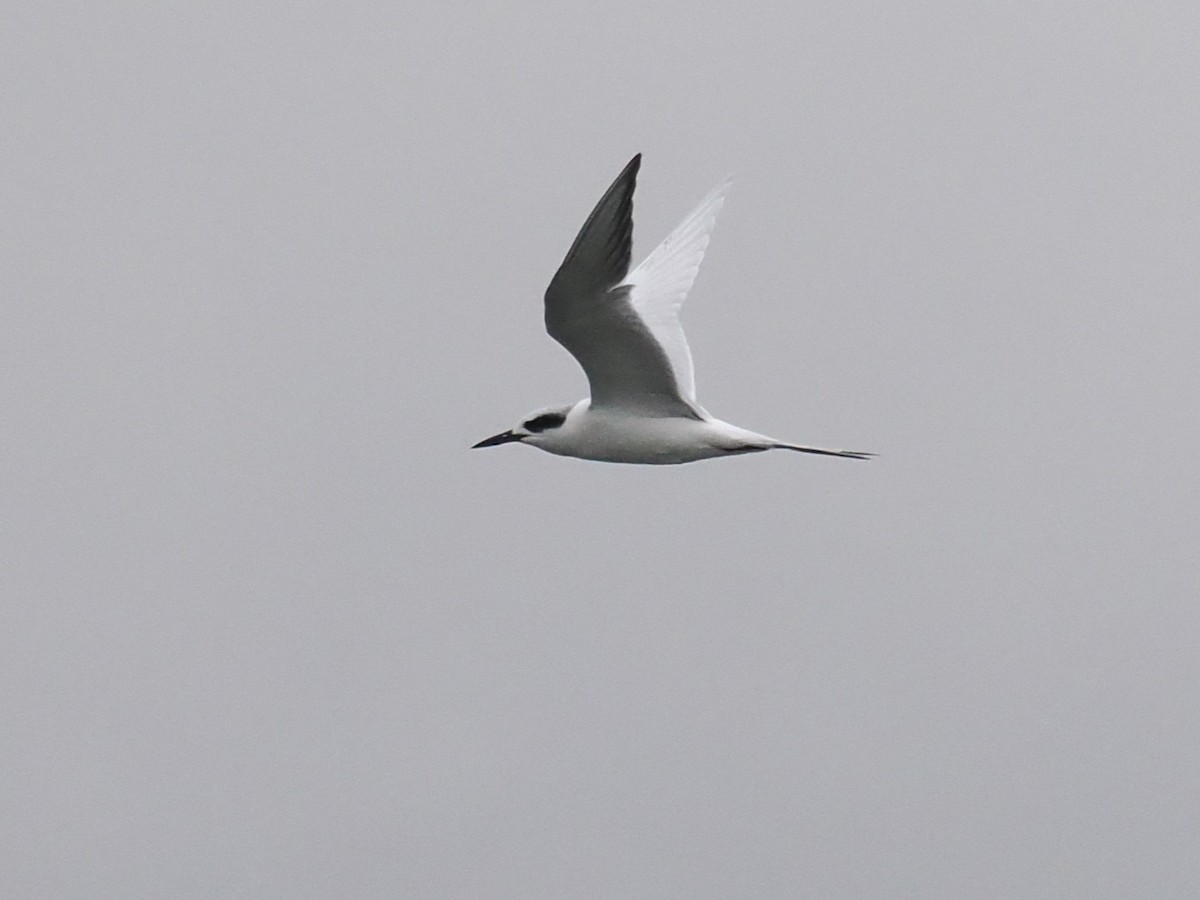 メリケンアジサシ - ML647099363