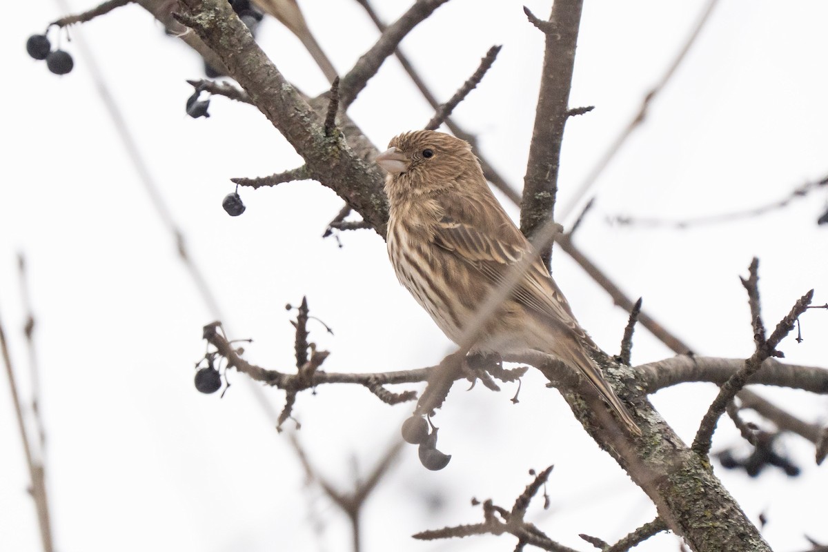 House Finch - ML647099367