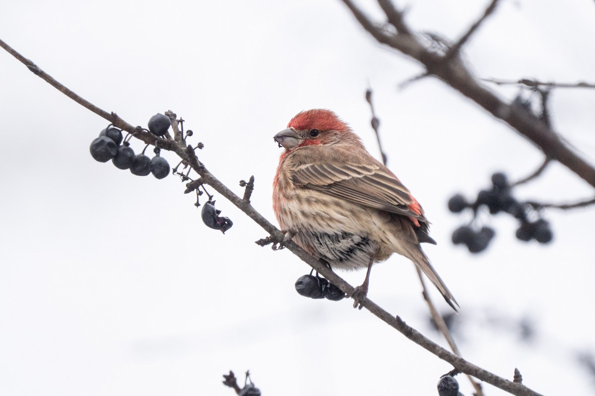 House Finch - ML647099369