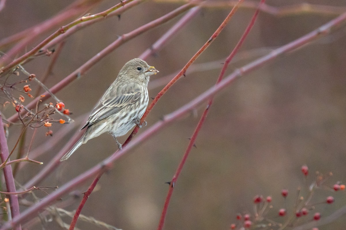 House Finch - ML647099370