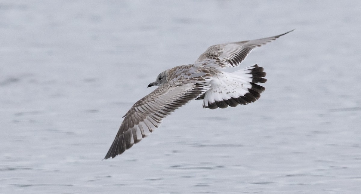 Common Gull (European) - ML647099372