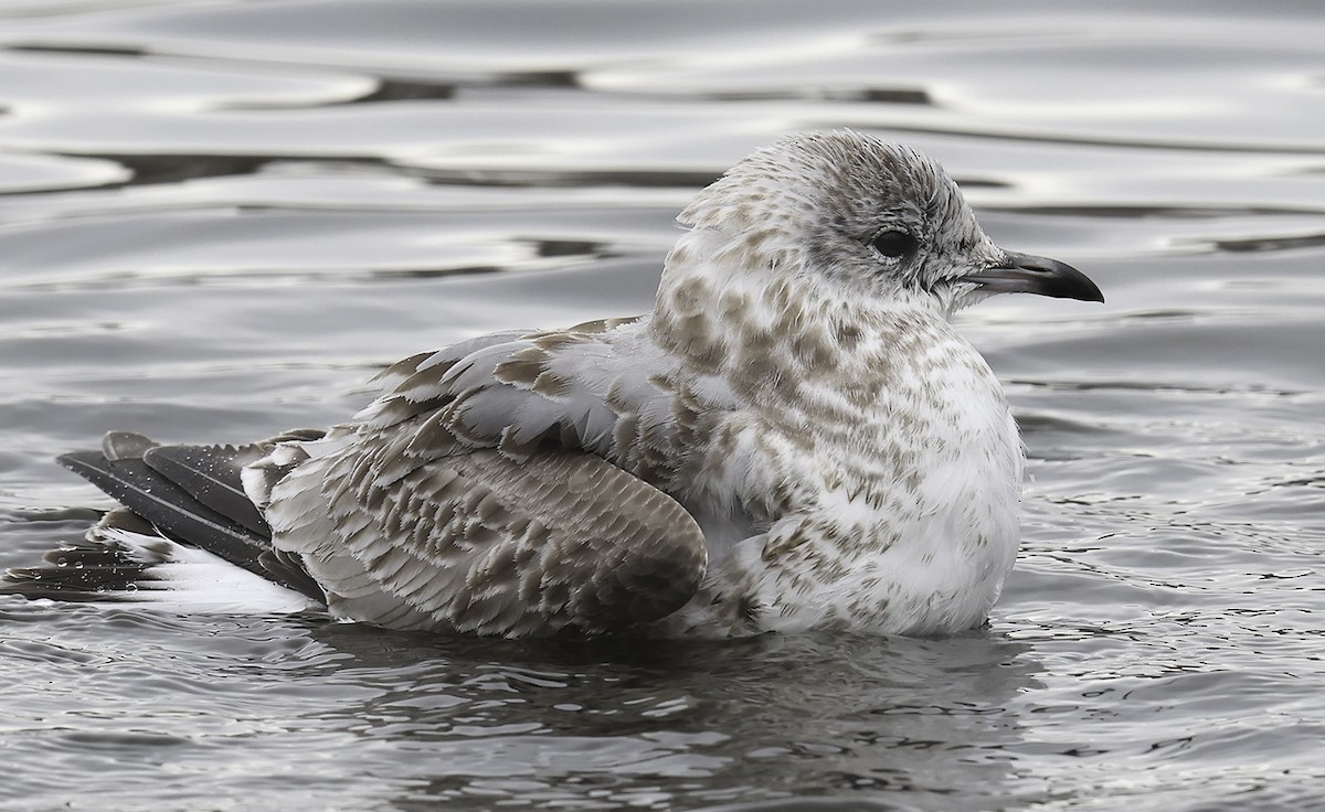 Common Gull (European) - ML647099373