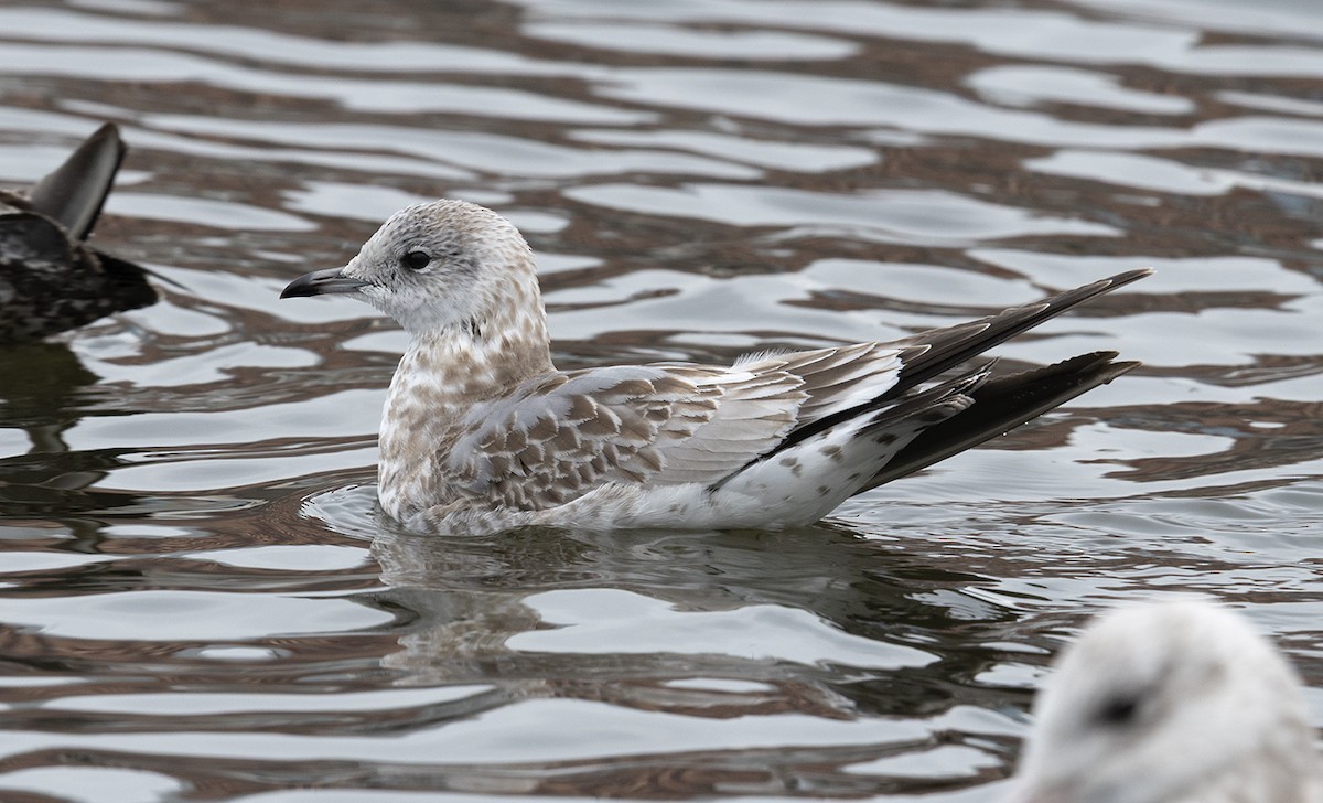Common Gull (European) - ML647099375