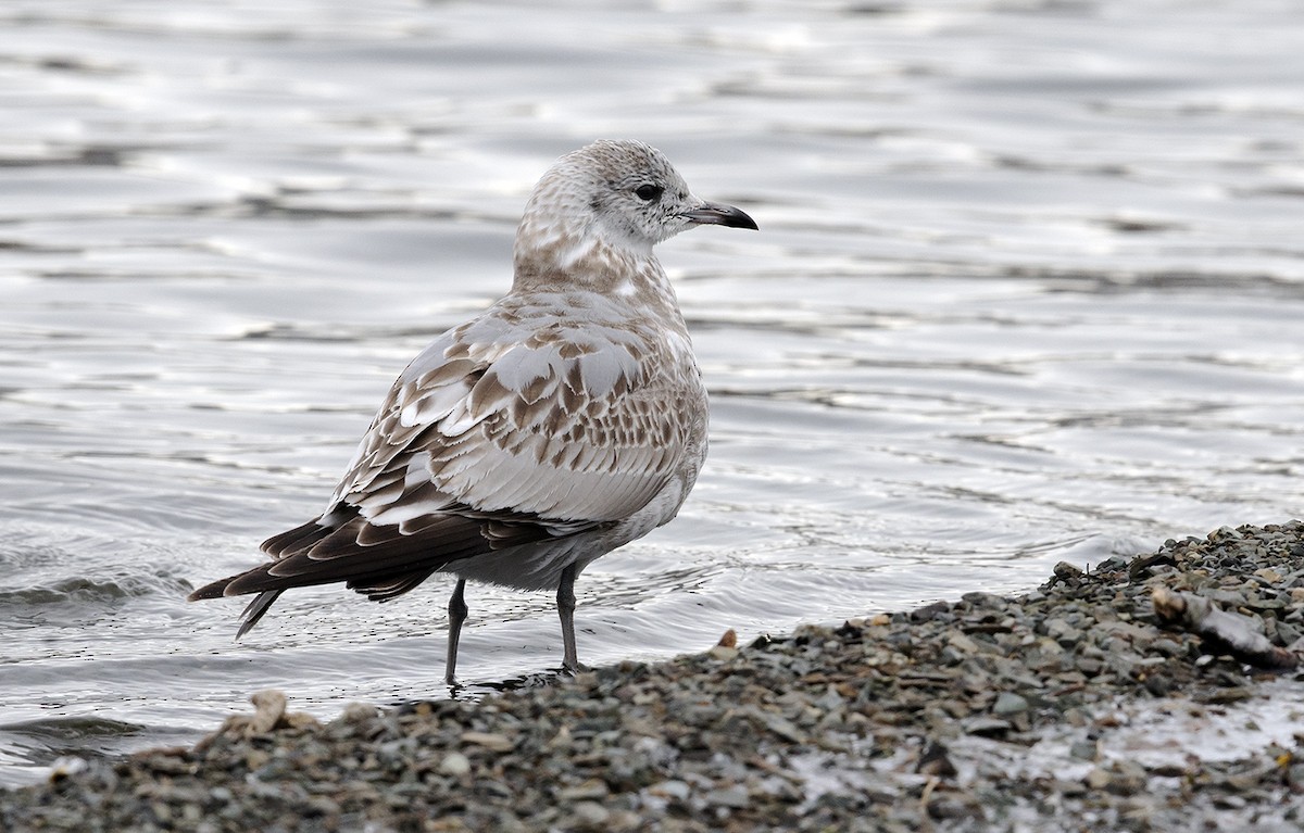 Common Gull (European) - ML647099376
