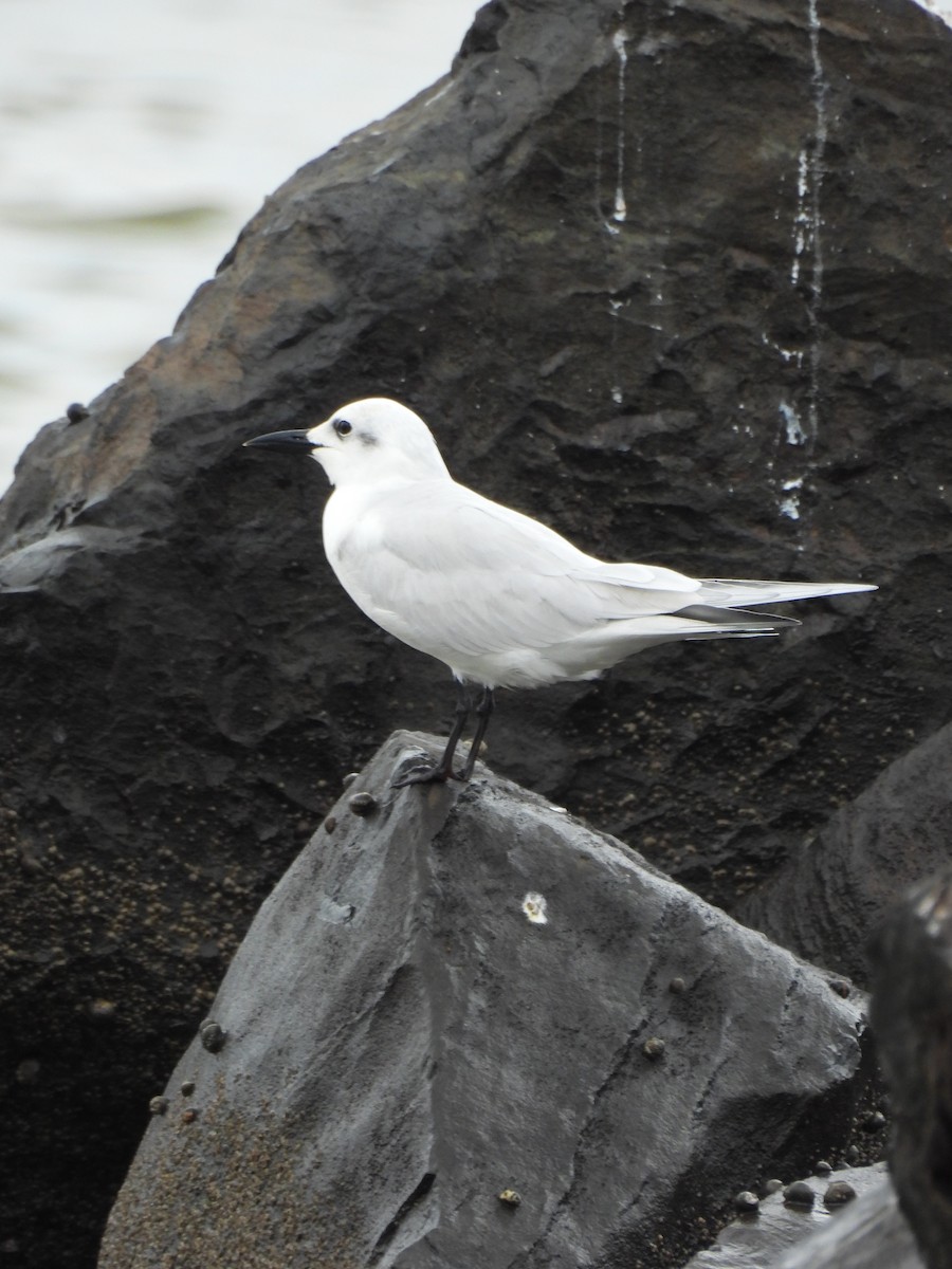 Бахим хараалай - ML647099385