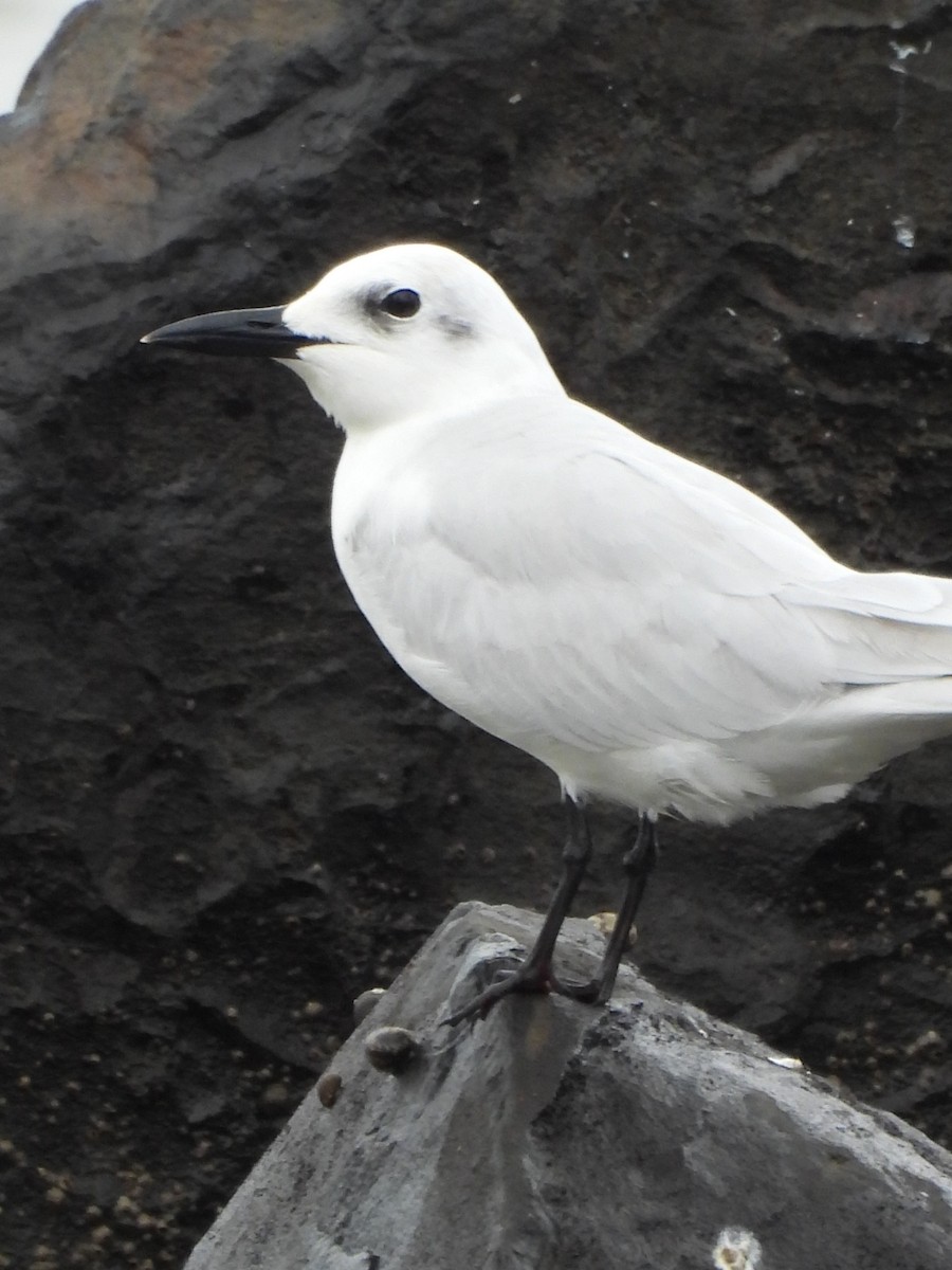 Бахим хараалай - ML647099386