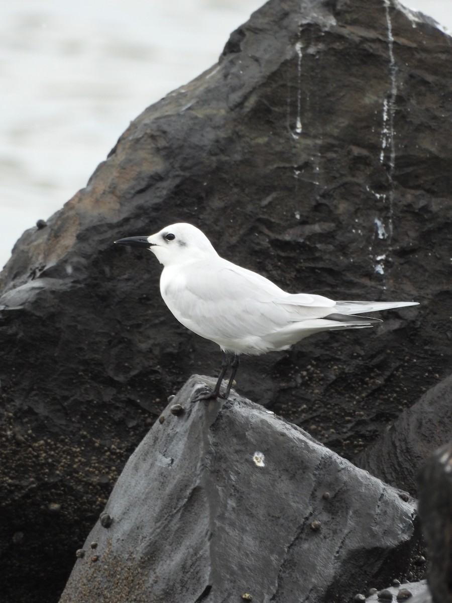 Бахим хараалай - ML647099387