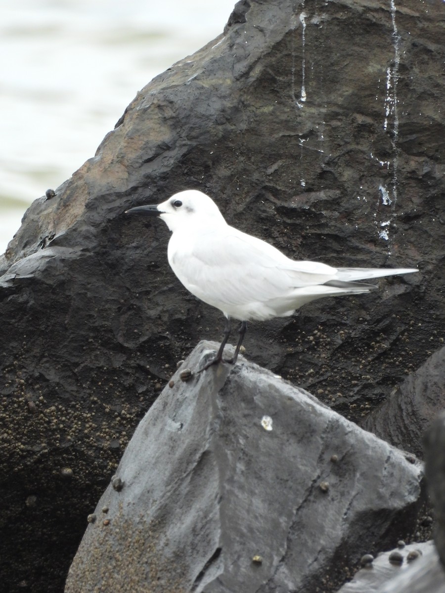 Бахим хараалай - ML647099388