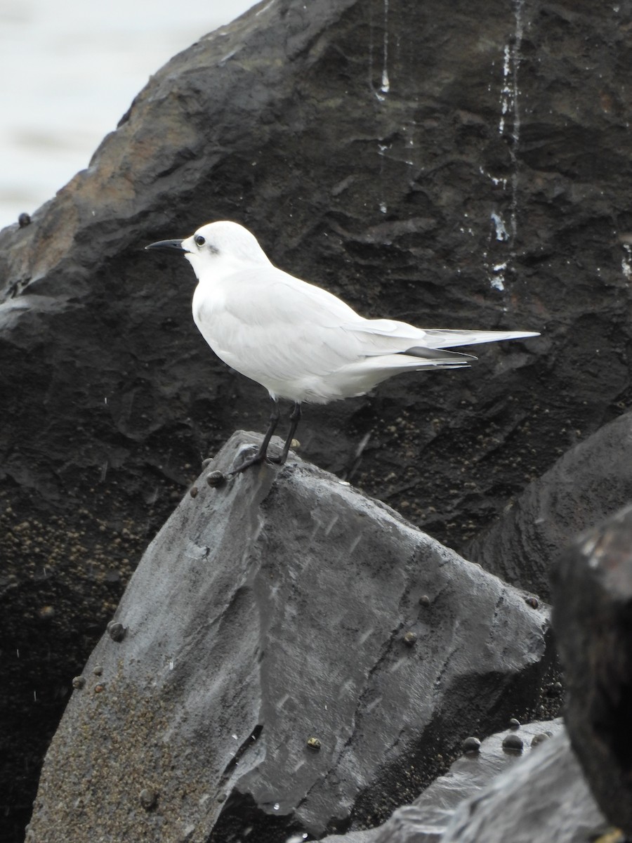 Бахим хараалай - ML647099389