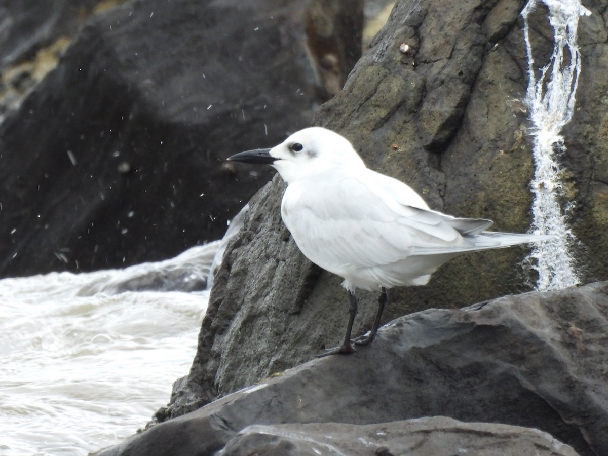 Бахим хараалай - ML647099390