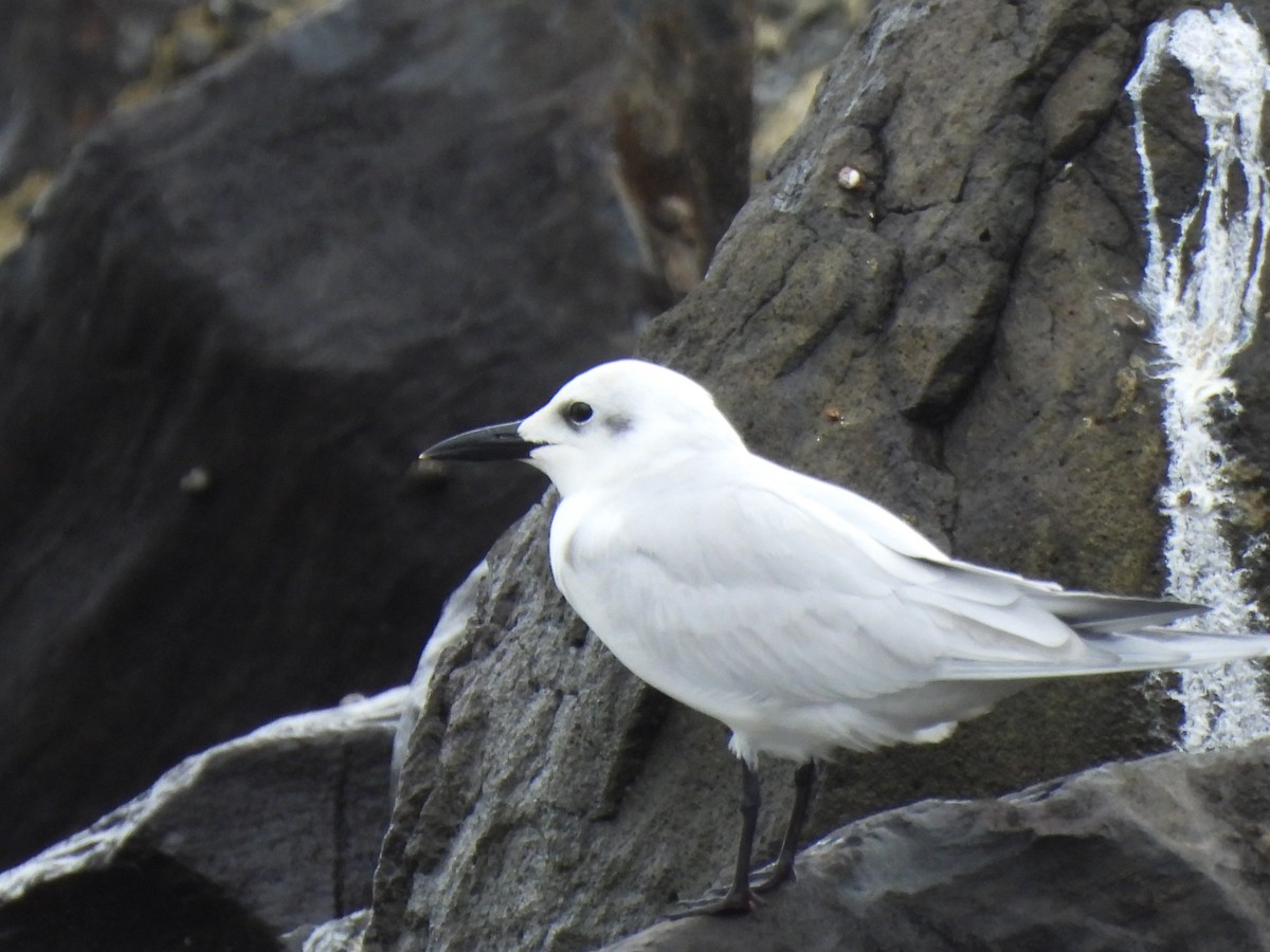 Бахим хараалай - ML647099391