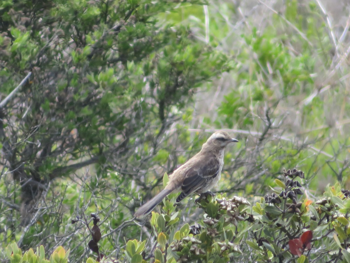 Moqueur du Chili - ML647099392