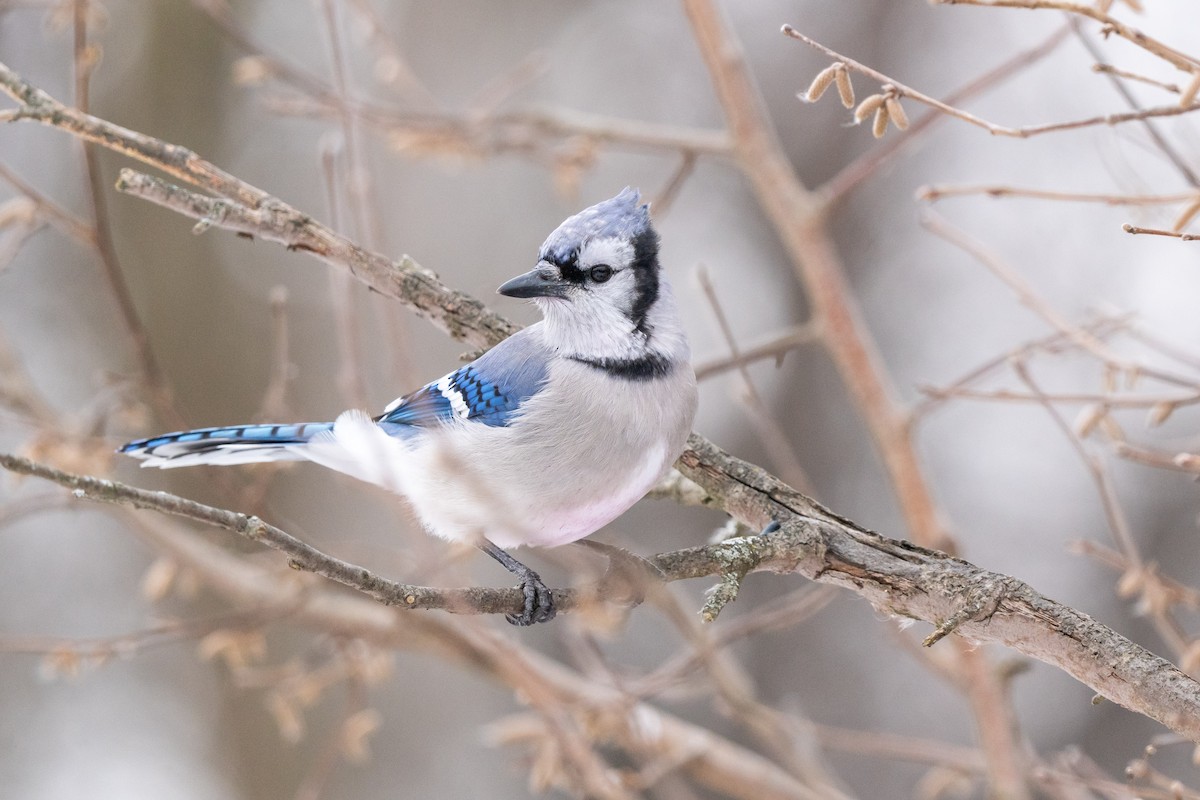 Blue Jay - ML647099394