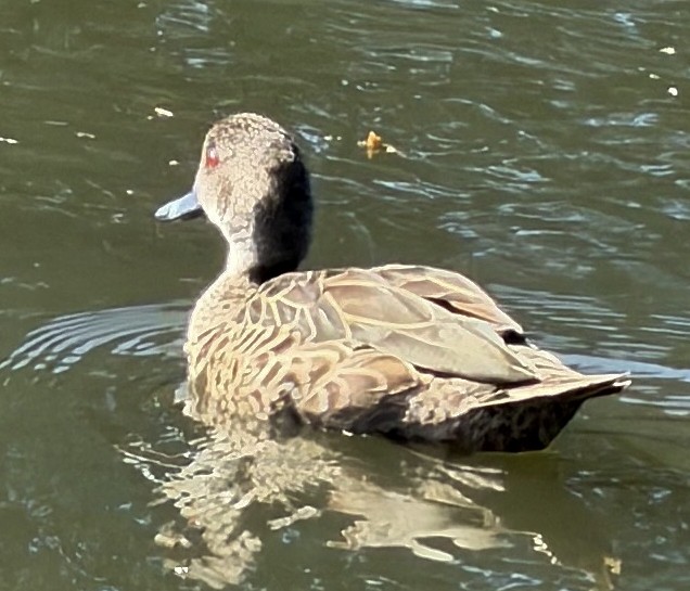 Gray Teal - ML647099399