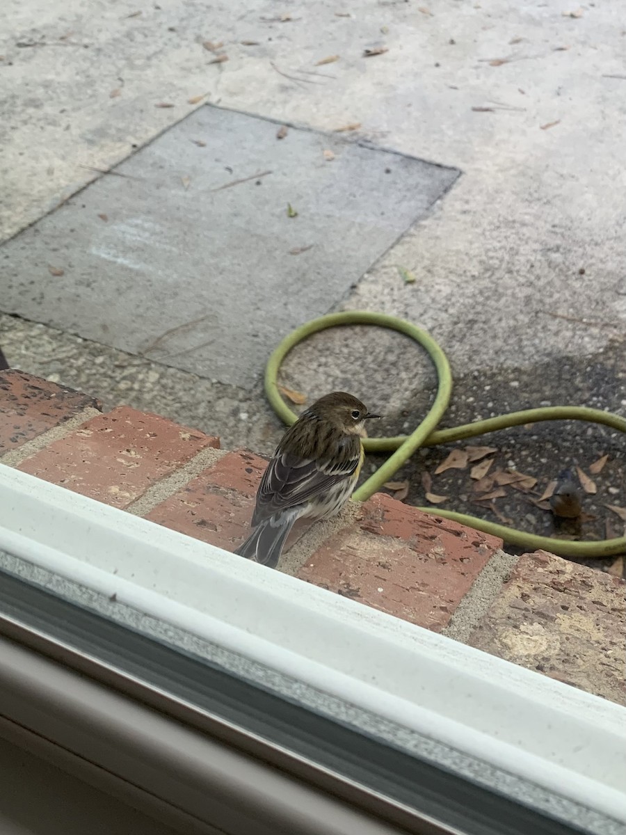 Yellow-rumped Warbler - ML647099400