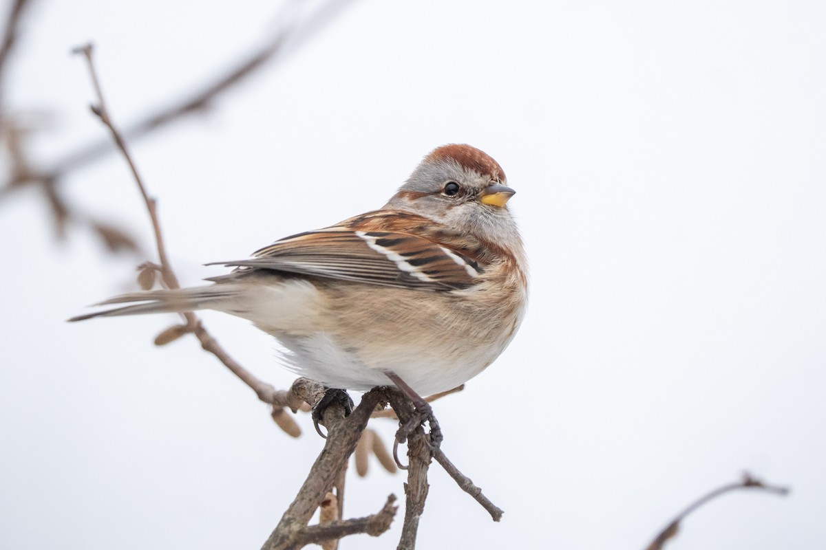 American Tree Sparrow - ML647099402