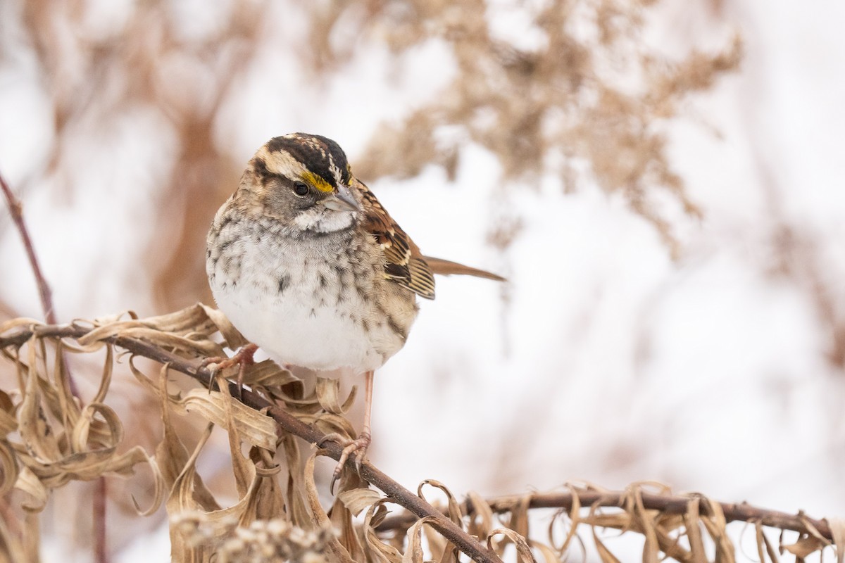 White-throated Sparrow - ML647099405