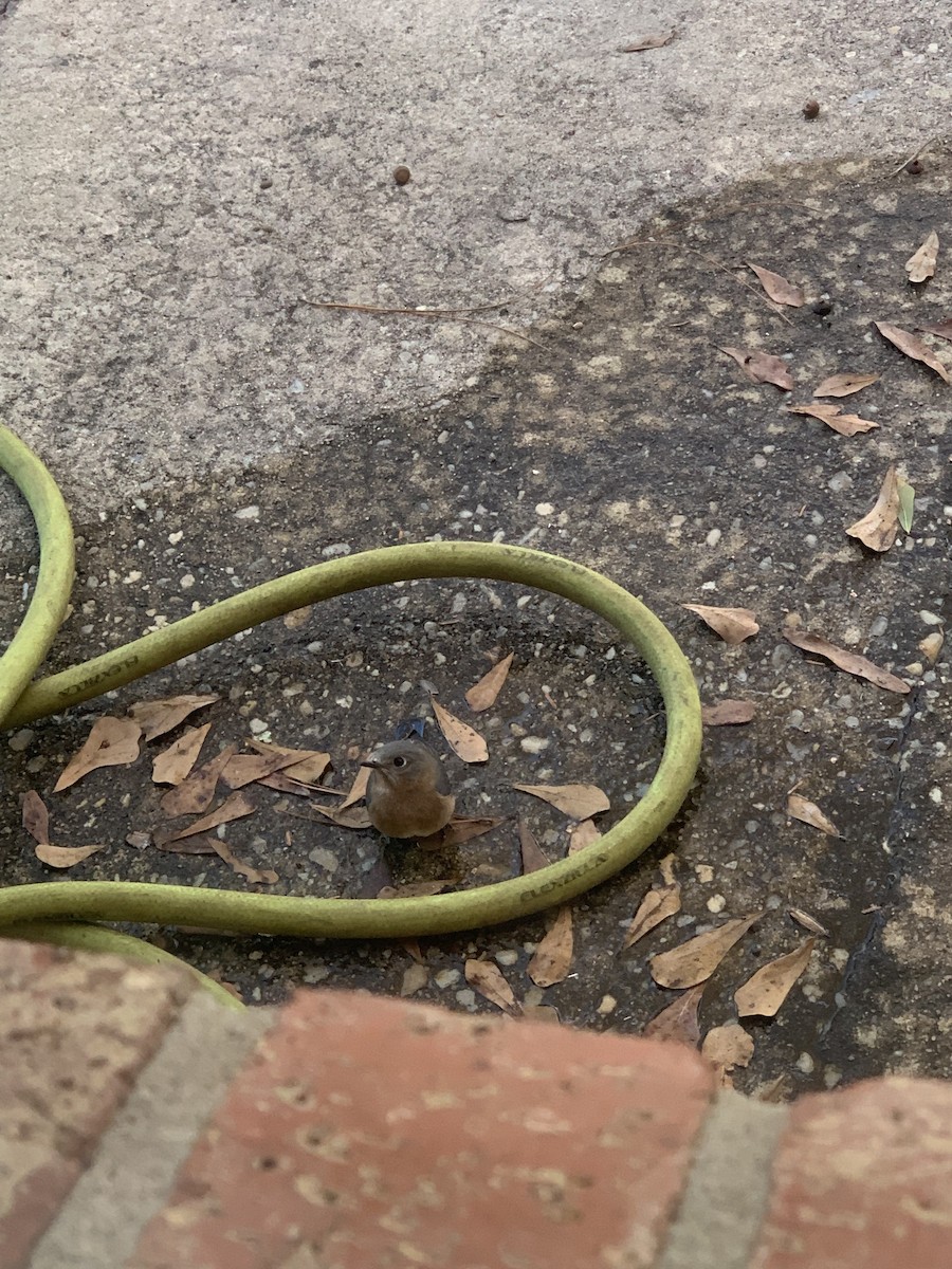 Eastern Bluebird - ML647099414