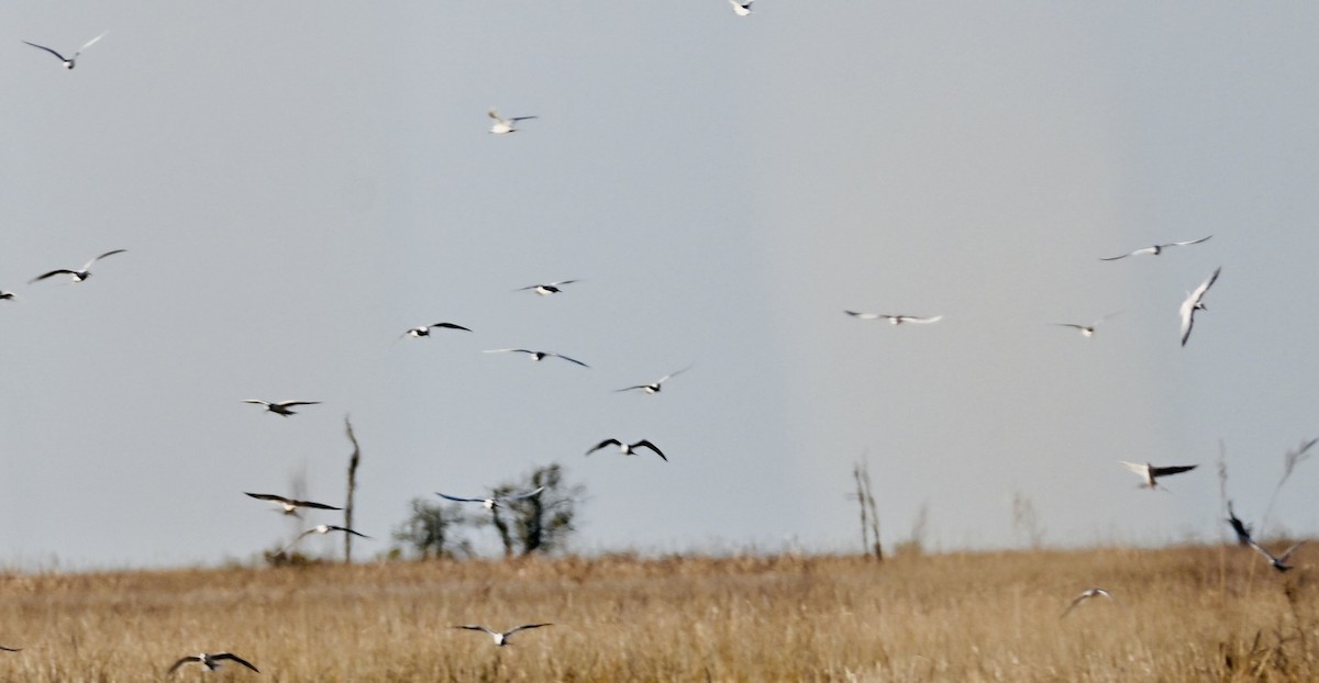 メリケンアジサシ - ML647099417