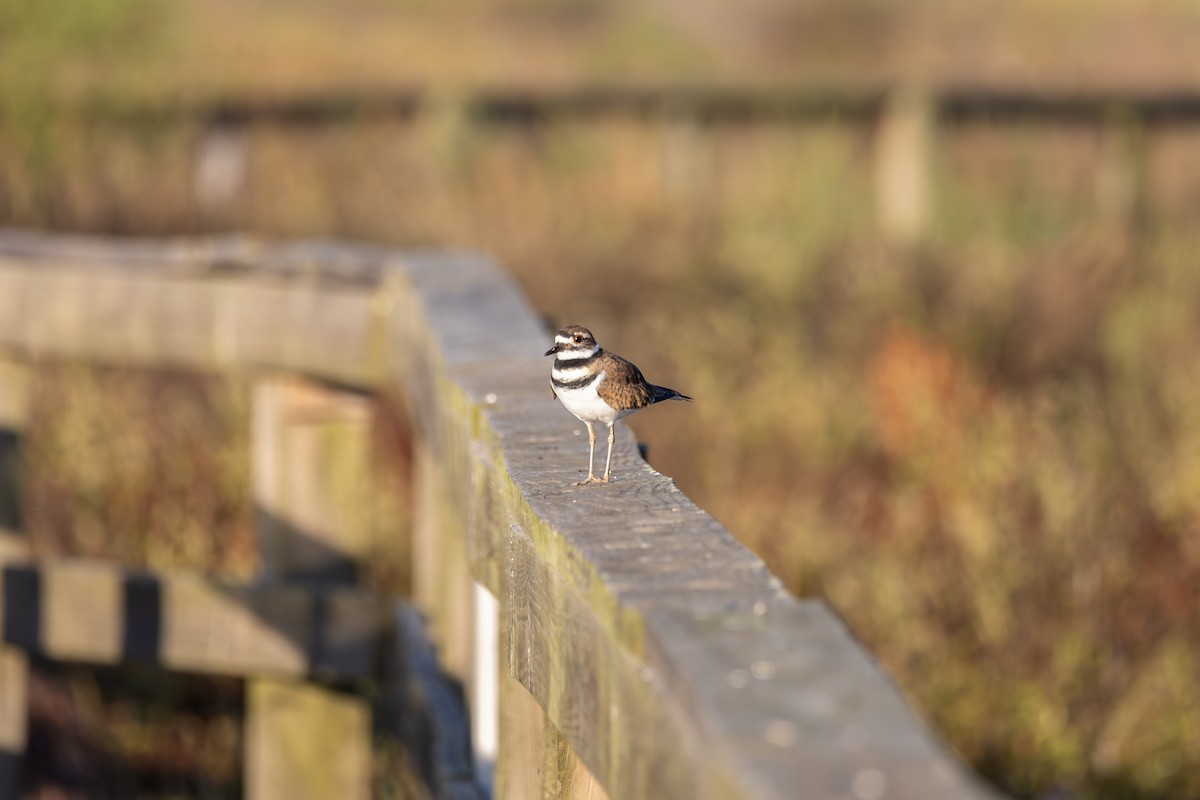 kulík rezavoocasý - ML647099419