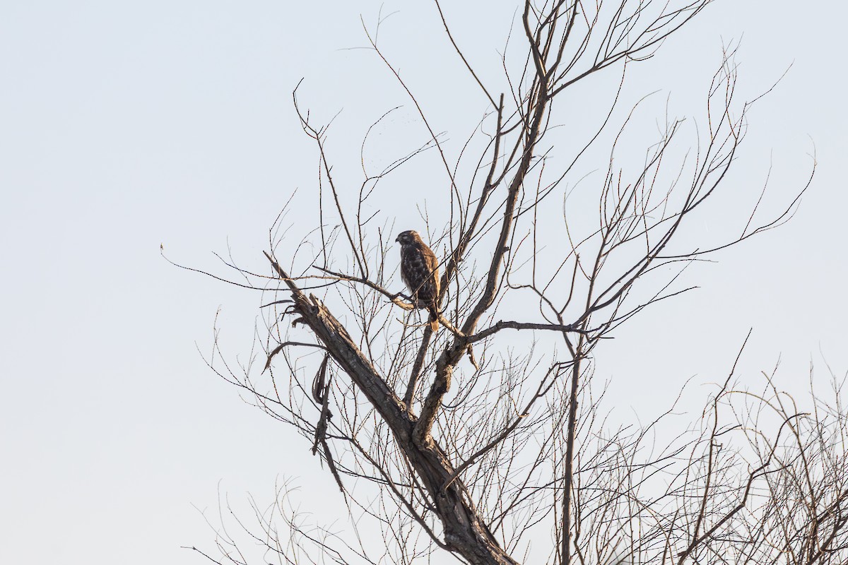 káně páskovaná - ML647099420