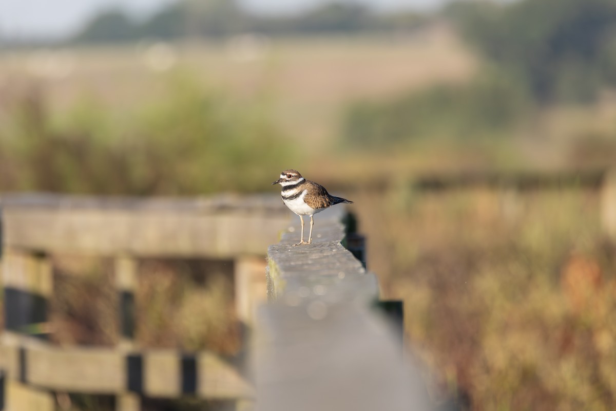 kulík rezavoocasý - ML647099421