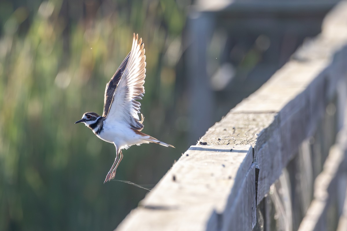 kulík rezavoocasý - ML647099422