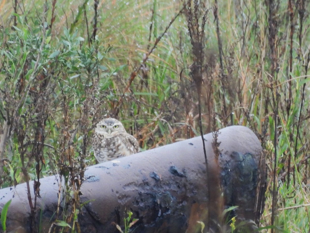 Burrowing Owl - ML647099427