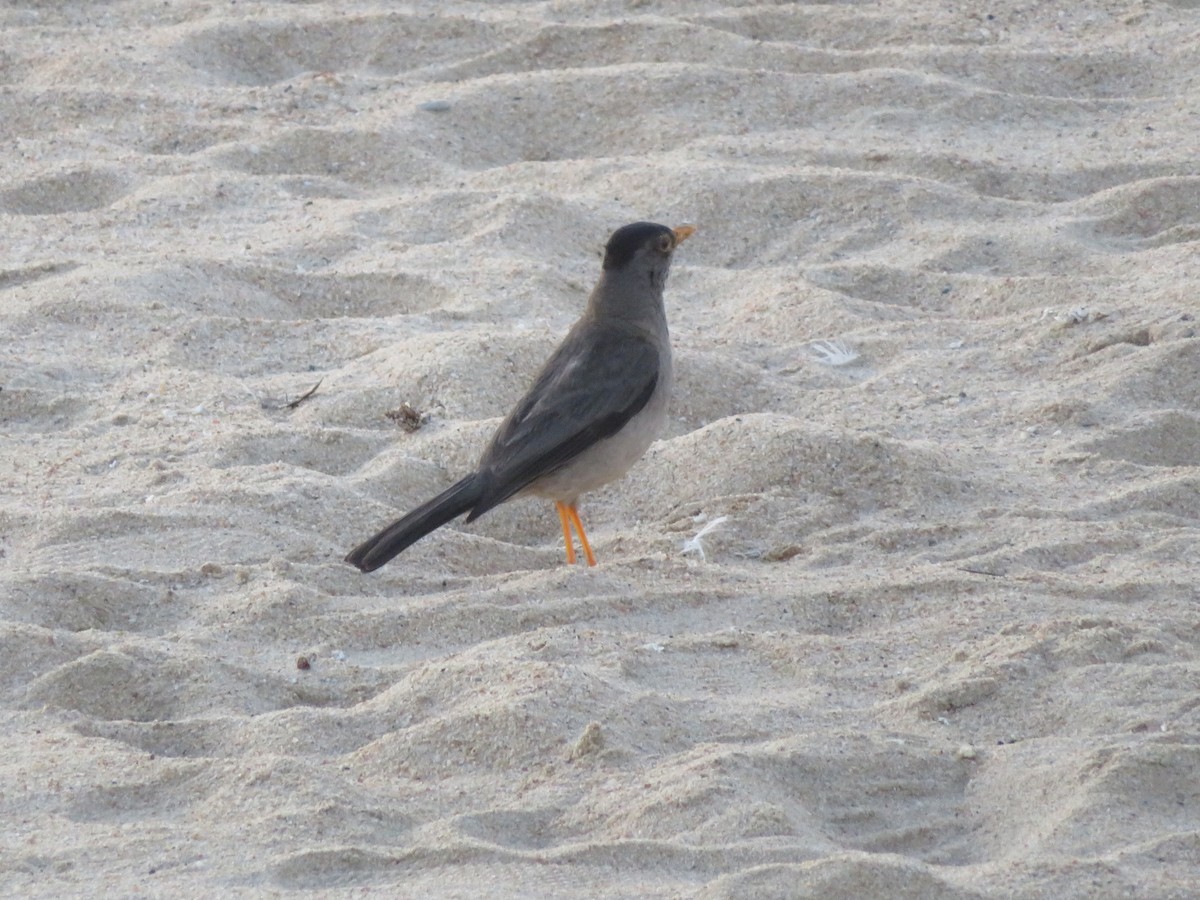 Merle austral - ML647099436