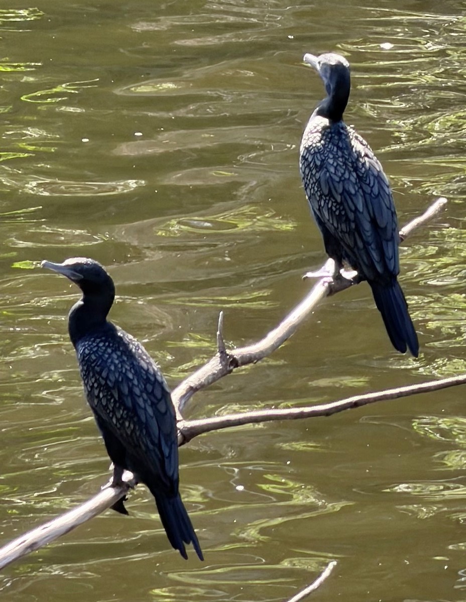 kormorán australský - ML647099437