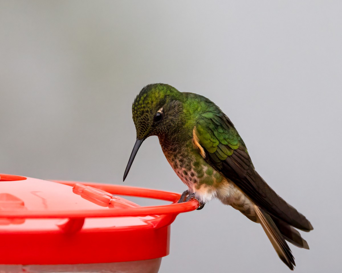 フチオハチドリ - ML647099442